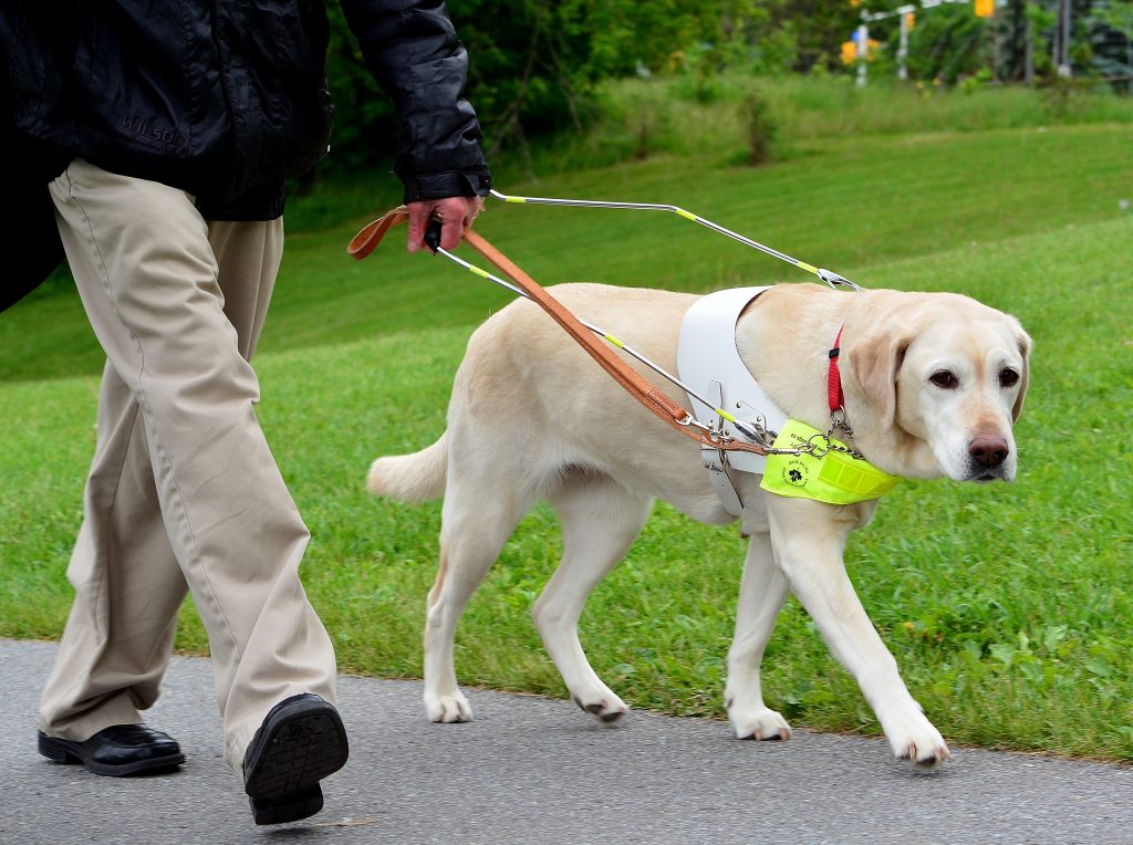 Are Guide Dogs a Fit for Seniors? Canadian Guide Dogs for the Blind