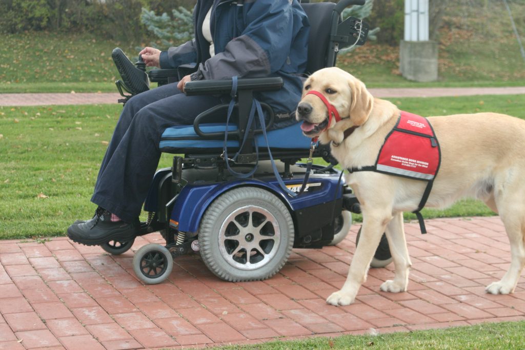 assistance dog working, guide dog in harness, guide dogs, vision problems, mobility problems, dog guides, guide dogs for the blind, canadian guide dogs for the blind, cgdb, igdf, international guide dog foundation, assistance dogs, service dogs, guide dog in harness