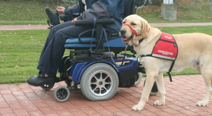 guide dogs, seniors, aging, baby boomer, senior years, vision problems, mobility problems, dog guides, guide dogs for the blind, visually impaired, canadian guide dogs for the blind, cgdb, igdf, international guide dog foundation, nonagenarian, veteran, older, senior citizens, assistance dogs, mobility issues, walkers, wheelchairs, canes, service dogs,