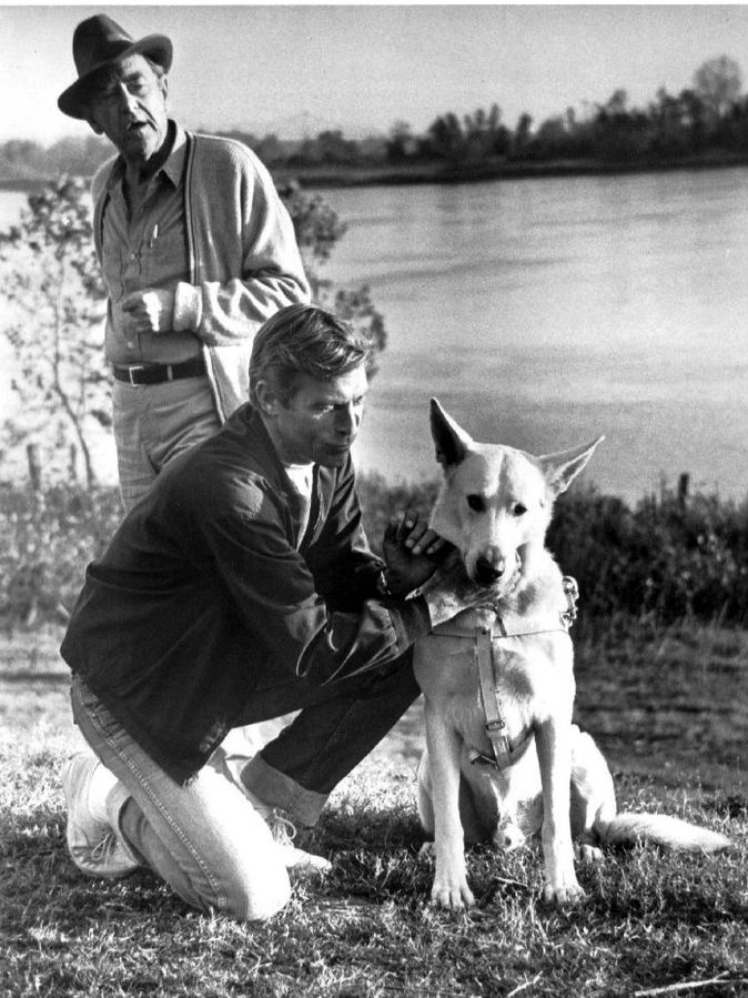 longstreet tv show 1971, james franciscus, mike longstreet, private detective, blind, guide dog pax, counselor john mcintire