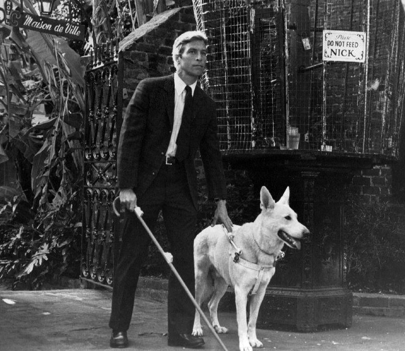 longstreet tv show, 1971 tv series, 1972 television show, actor james franciscus, mike longstreet, blind detective, guide dog pax, seeing eye dog, animal actor