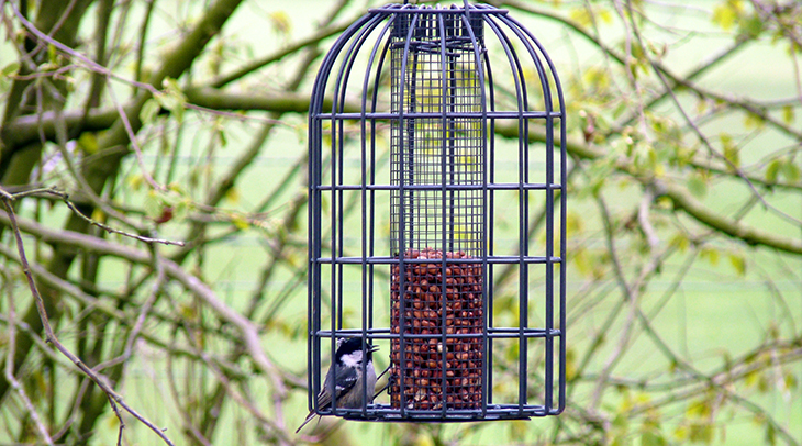 outer cage bird feeder, fixed cage feeders, barrier bird feeders, great tit