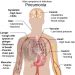 pneumonia symptoms, world pneumonia day, swelling of lungs, inflammation of lungs, infected lungs, leading cause of death, seniors, people over age 65, elderly, weakened immune system, cold or flu, pneumonia risk factors, prevention, smoking, smokers, pneumonia infographic