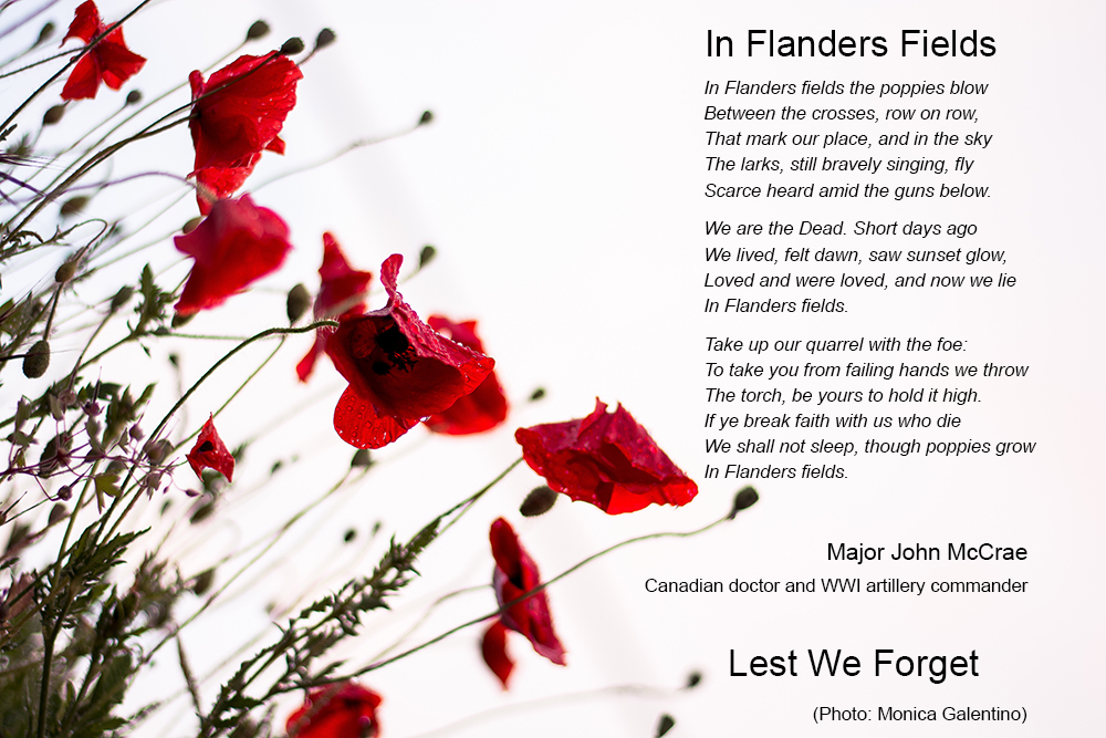 Remembrance And Veterans Day In Flanders Fields 50 World