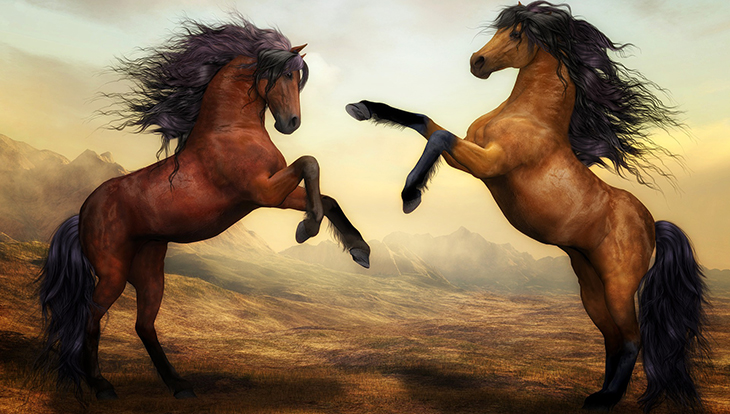 horses, bay stallions, chestnut horses, horses rearing, horses fighting, favorite horse movies, movies for horse lovers