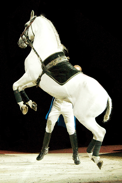 lipizzaner stallion, white stallion, white horse, favorite horse movies, the miracle of the white stallions,