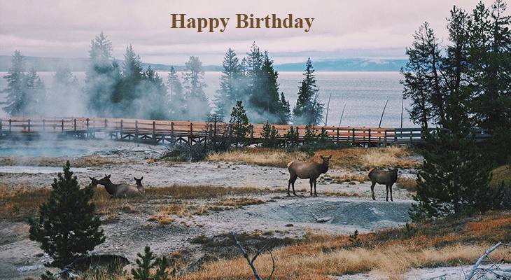 happy birthday wishes, birthday cards, birthday card pictures, famous birthdays, elk, wild animals, yellowstone, national park, nature, scenery