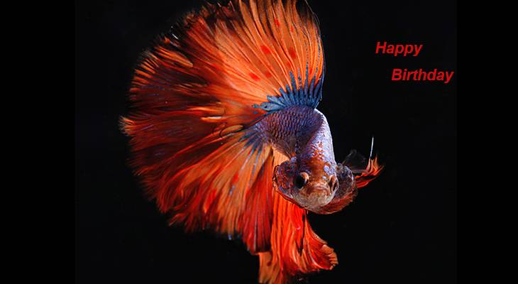 happy birthday wishes, birthday cards, birthday card pictures, famous birthdays, red fish, betta, orange, siamese fighting fish,