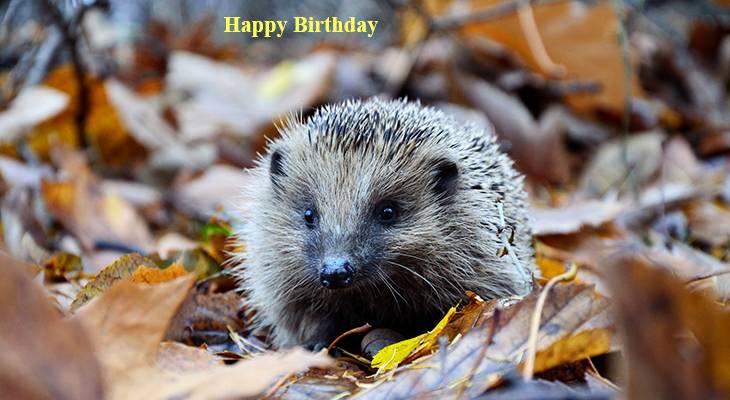 happy birthday wishes, birthday cards, birthday card pictures, famous birthdays, hedgehog, wild animal, autumn, leaves