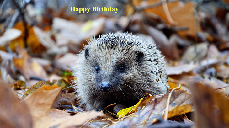 happy birthday wishes, birthday cards, birthday card pictures, famous birthdays, hedgehog, wild animal, autumn, leaves