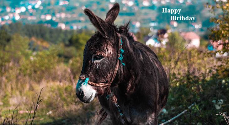 happy birthday wishes, birthday cards, birthday card pictures, famous birthdays, donkey, burro, farm animal, bosnia, nature, scenery,