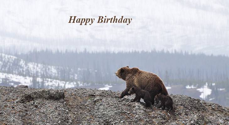 happy birthday wishes, birthday cards, birthday card pictures, famous birthdays, brown bear, bear cubs, baby animals, wild animal