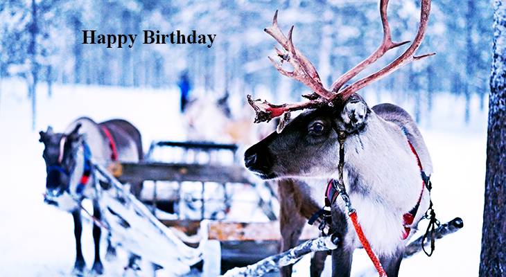 happy birthday wishes, birthday cards, birthday card pictures, famous birthdays, reindeer, animal, antlers, snow, winter, christmas, sleigh, sled
