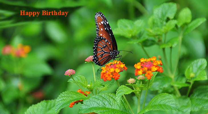 happy birthday wishes, birthday cards, birthday card pictures, famous birthdays, orange flowers, monarch butterfly