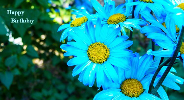 happy birthday wishes, birthday cards, birthday card pictures, famous birthdays, blue daisies, blue flowers, oxeye daisies, canmore, alberta