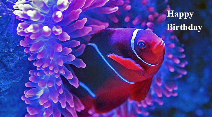 happy birthday wishes, birthday cards, birthday card pictures, famous birthdays, tropical fish, aquarium, clownfish, red, purple