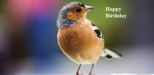 happy birthday wishes, birthday cards, birthday card pictures, famous birthdays, wild bird, yellow breast, chaffinch, kylemore abbey, ireland