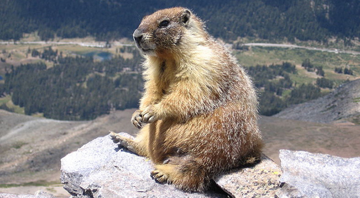 groundhog day, ground hog day, february 2nd, six more weeks of winter, punxsutawney phil, punxsutawney pennsylvania, staten island chuck, wiarton willie, wiarton ontario, shubenacadie sam, shubenacadie nova scotia, winter predictions, early spring predictions, name the groundhog