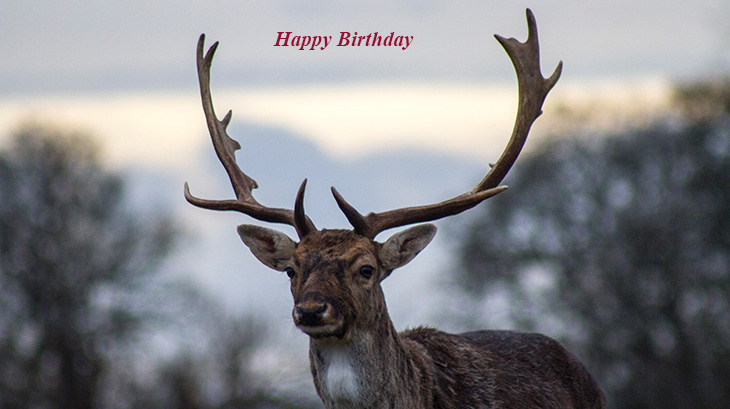 happy birthday wishes, birthday cards, birthday card pictures, famous birthdays, deer, elk, wild animals, buck, antlers