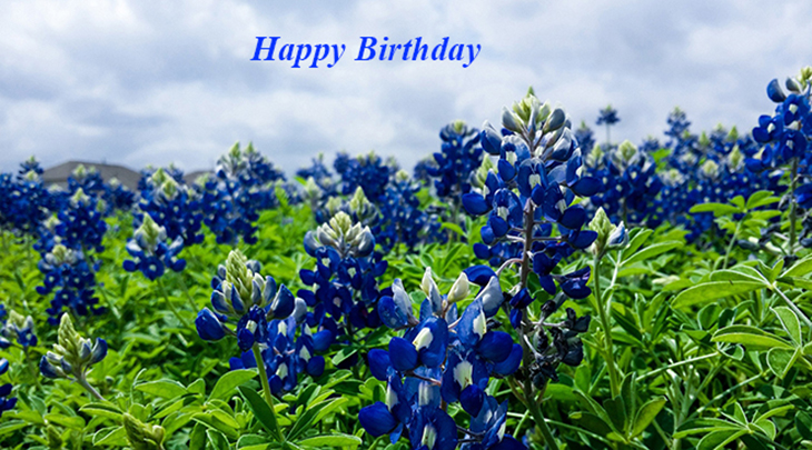 happy birthday wishes, birthday cards, birthday card pictures, famous birthdays, blue, flowers, lupins, wildflowers, nature