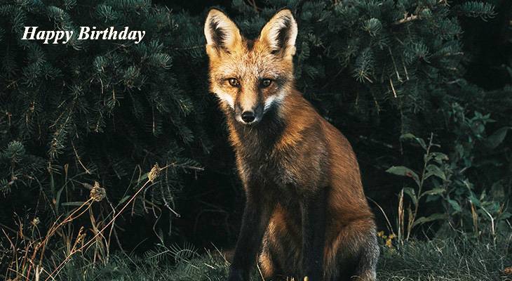 happy birthday wishes, birthday cards, birthday card pictures, famous birthdays, fox cub, wild animal, baby animals