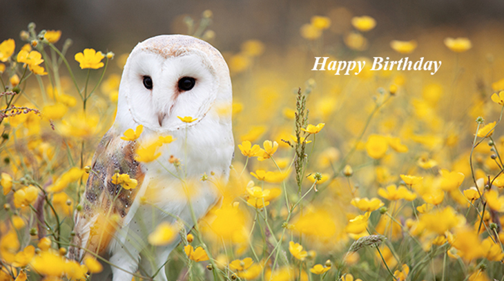 happy birthday wishes, birthday cards, birthday card pictures, famous birthdays, barn owl, wild bird, yellow flowers, wildflowers