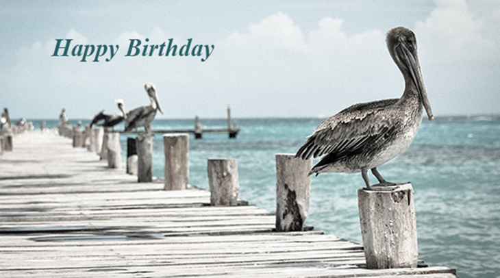 happy birthday wishes, birthday cards, birthday card pictures, famous birthdays, pelican, wild bird, docks, ocean, nature scenery, pier