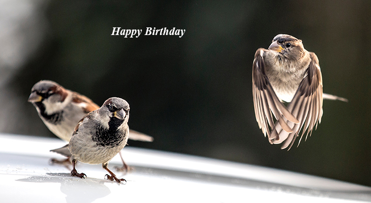 happy birthday wishes, birthday cards, birthday card pictures, famous birthdays, sparrows, brown, wild birds