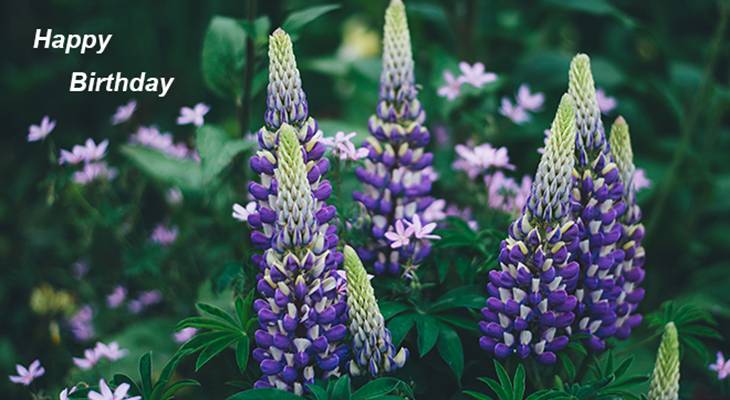 happy birthday wishes, birthday cards, birthday card pictures, famous birthdays, purple flowers, lupins, blue, wildflowers