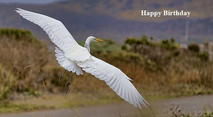 happy birthday wishes, birthday cards, birthday card pictures, famous birthdays, white bird, heron, wild birds, flying, nature