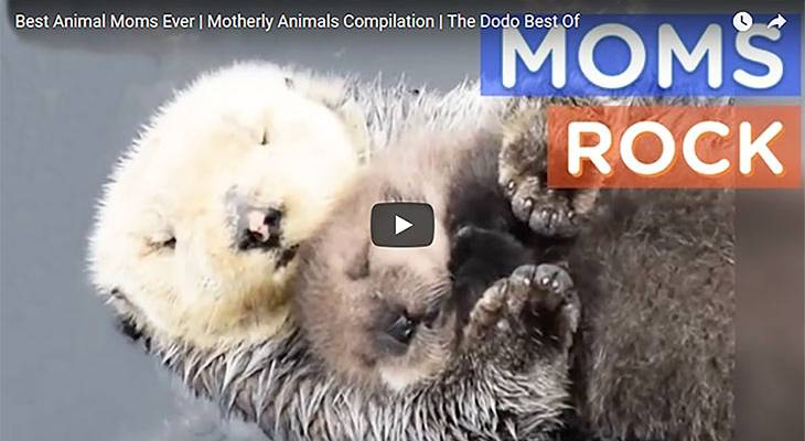 happy mothers day, best mothers day videos, best animal moms, protective animal mothers, loving animal mothers, mothers day humor, a mothers revenge, mom to teenagers, grandmothers humour, giant panda moms, choosing your grandma name, loving grandmothers, sweet motherly pets, adoptive mothers, sports moms