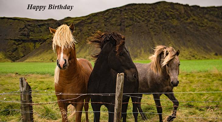 happy birthday wishes, birthday cards, birthday card pictures, famous birthdays, wild horses, palomino, black horse, grey, nature