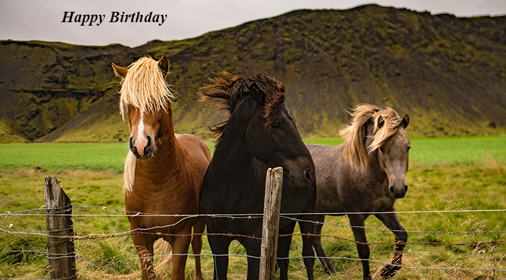 happy birthday wishes, birthday cards, birthday card pictures, famous birthdays, wild horses, palomino, black horse, grey, nature