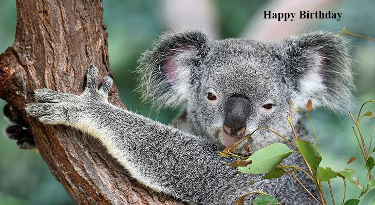 happy birthday wishes, birthday cards, birthday card pictures, famous birthdays, koala bear, australian, wild animal, baby animals