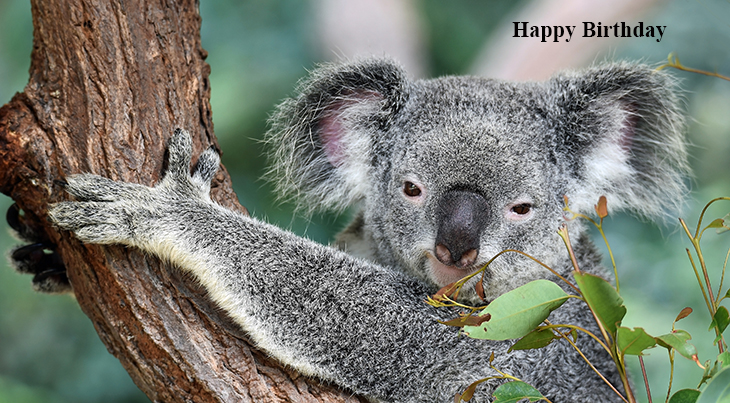 happy birthday wishes, birthday cards, birthday card pictures, famous birthdays, koala bear, australian, wild animal, baby animals