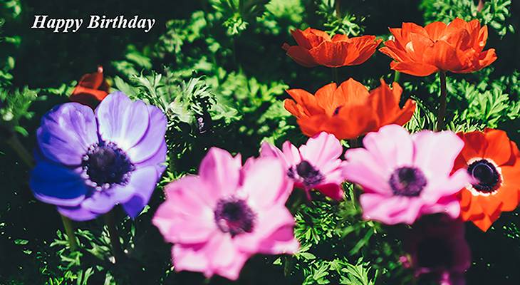 happy birthday wishes, birthday cards, birthday card pictures, famous birthdays, anemone, pink, flowers, purple, red, spring bulbs