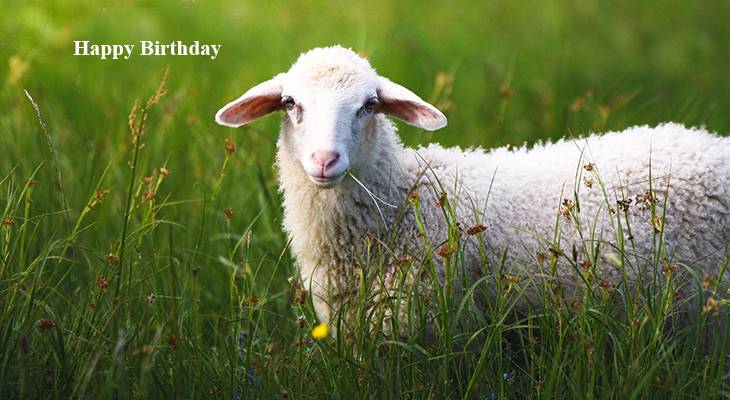 happy birthday wishes, birthday cards, birthday card pictures, famous birthdays, nature scenery, animals, sheep, lamb, slovenia