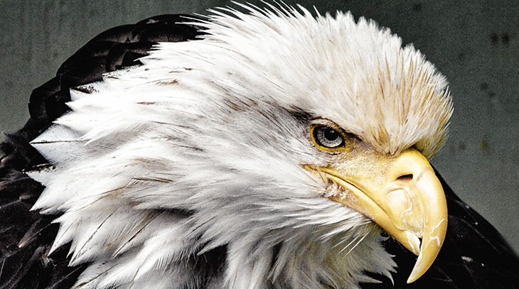 american independence day, american bald eagle, birds of prey, raptors, american birds