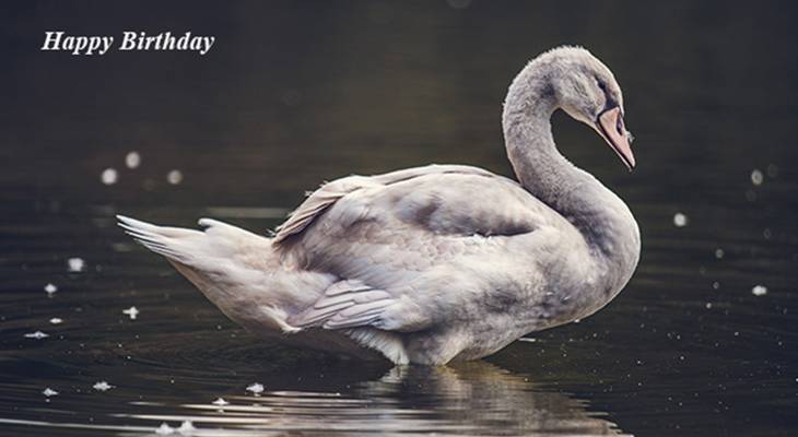 happy birthday wishes, birthday cards, birthday card pictures, famous birthdays, gray bird, swan