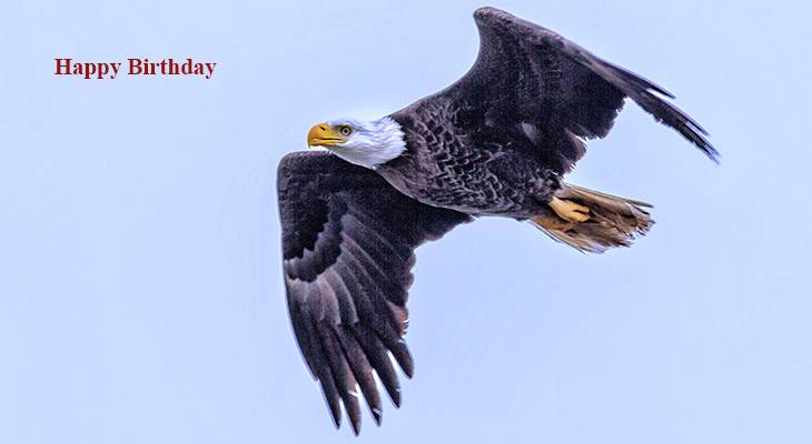 happy birthday wishes, birthday cards, birthday card pictures, famous birthdays, wild bird, bald eagle, flying