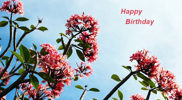 happy birthday wishes, birthday cards, birthday card pictures, famous birthdays, red, pink, flowers
