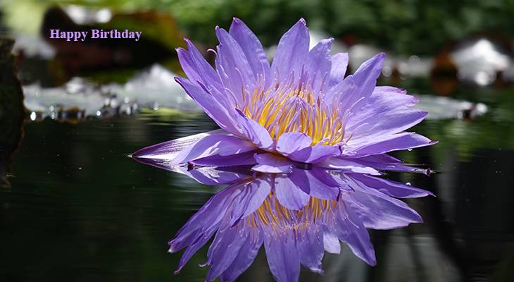 happy birthday wishes, birthday cards, birthday card pictures, famous birthdays, purple waterlily, purple flowers, waterlilies