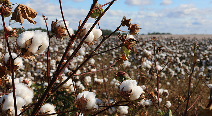 cotton fields, fields of cotton, cotton balls, cotton farming, cotton farms, american cotton farmers