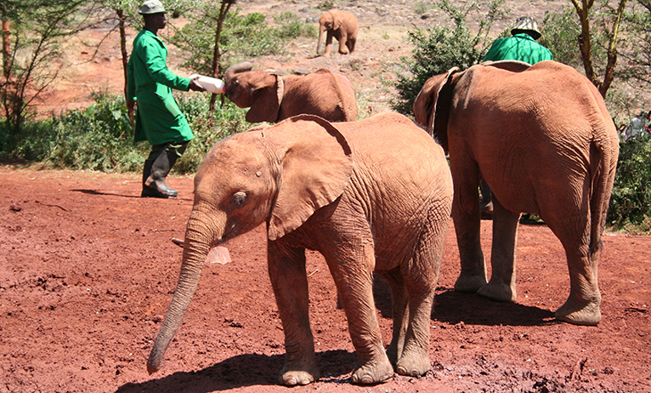 david sheldrake wildlife trust, kenya africa, baby elephants, africa wildlife conservation, elephant sanctuary