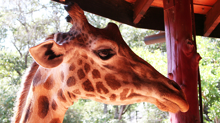 giraffe santuary centre, rothschilds giraffes sanctuary, kenya africa, jock leslie melville giraffe centre, african conservation education programs, volunteer conservation programs, 