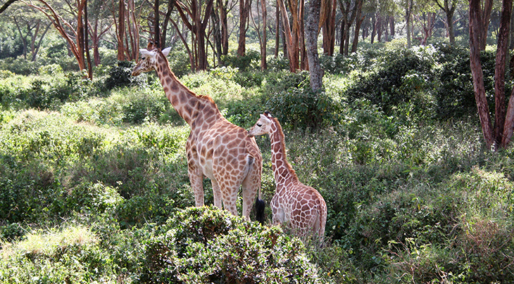 giraffe santuary centre, rothschilds giraffes sanctuary, kenya africa, jock leslie melville giraffe centre, african conservation education programs, 