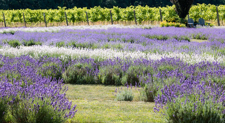 bonnieheath estate lavender and winery, lavenderfest, lavender fields, waterford ontario attractions, things to do near waterford ontario, southern ontario places to see, traveling with grandchildren, southern ontario travel, purple flowers, dried flowers, southern ontario lavender farms, southern ontario grape vineyards, southern ontario wineries, best southern ontario things to see, jacqueline baker photographer, memories through lens photography