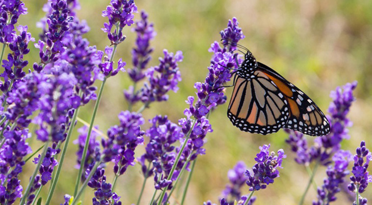 bonnieheath estate lavender and winery, lavenderfest, monarch butterfly, waterford ontario attractions, things to do near waterford ontario, southern ontario places to see, traveling with grandchildren, southern ontario travel, purple flowers, dried flowers, southern ontario lavender farms, southern ontario grape vineyards, southern ontario wineries, best southern ontario things to see, jacqueline baker photographer, memories through lens photography