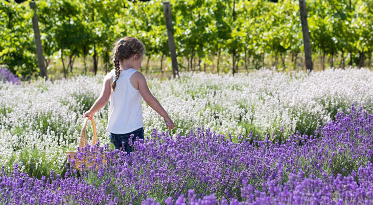 bonnieheath estate lavender and winery, lavenderfest, waterford ontario attractions, things to do near waterford ontario, southern ontario places to see, traveling with grandchildren, southern ontario travel, purple flowers, dried flowers, southern ontario lavender farms, southern ontario grape vineyards, southern ontario wineries, best southern ontario things to see, jacqueline baker photographer, memories through lens photography