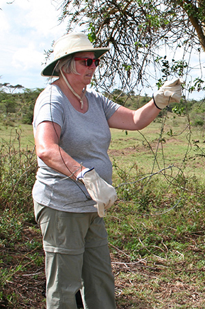 soysambu conservancy, kenya african conservation programs, marilyn mcgrath, clearing wildlife snares, conservation volunteering